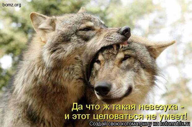 Лучшие котоматрицы недели (50 фото)