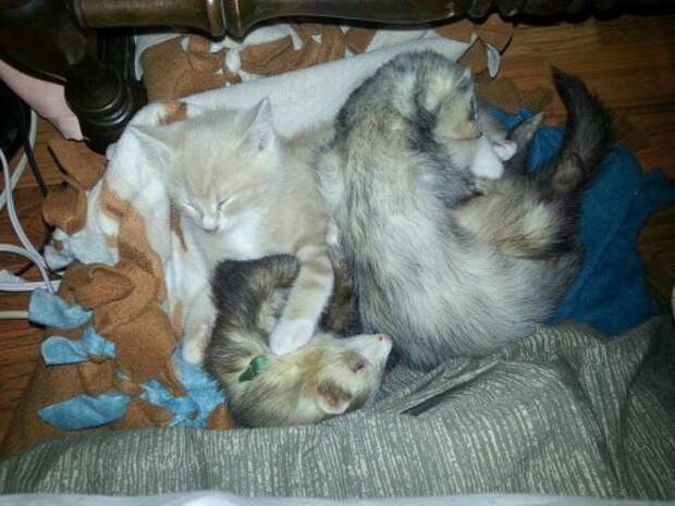 Котёнок и хорьки - прикольная сборка фото