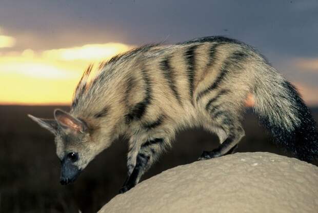 aardwolf, земляной волк