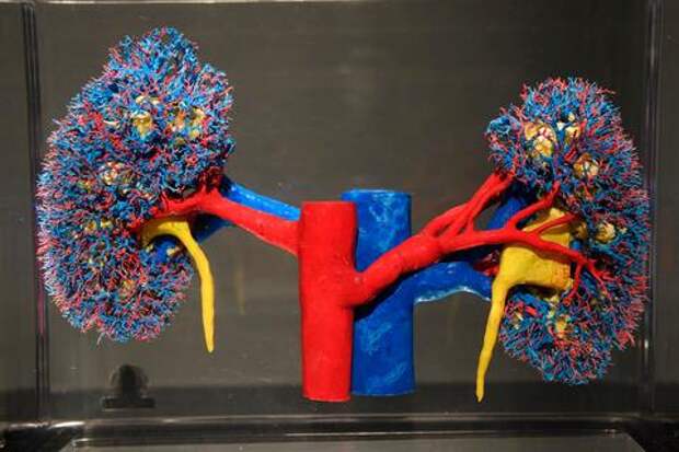 Учёные назвали неочевидный признак ухудшения работы почек. С чем связано снижение их функции?