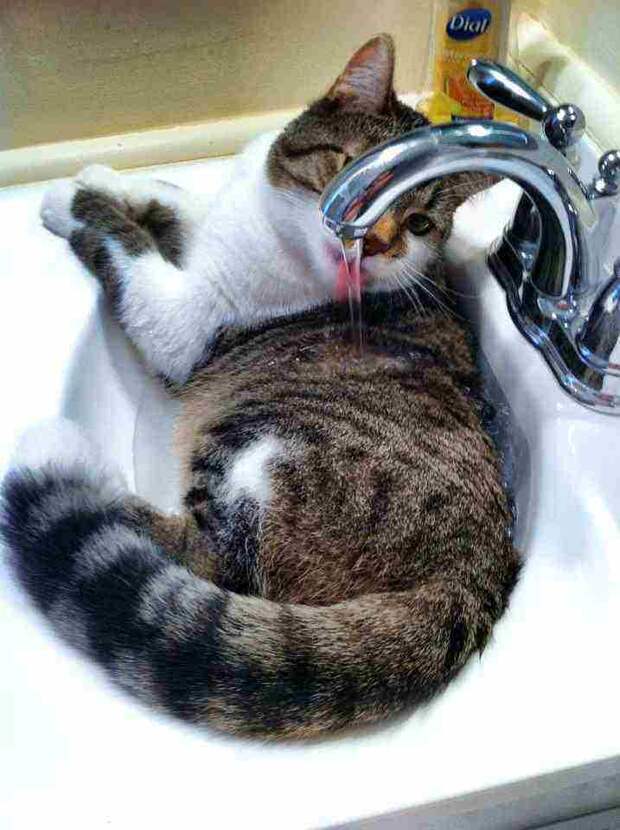 кошки хозяйничают 