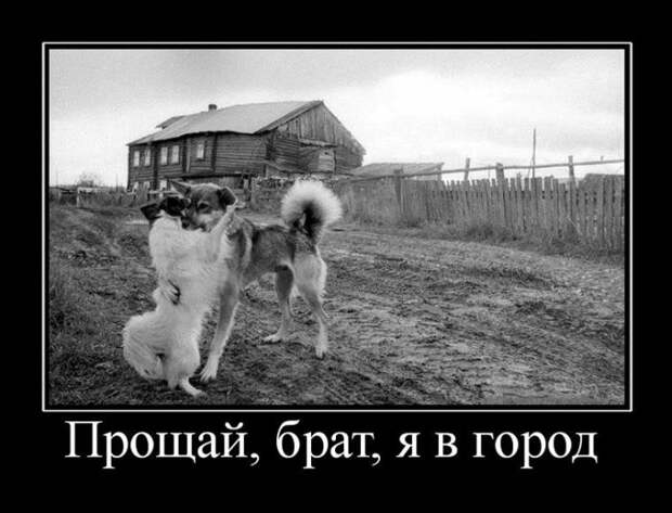 Демотиваторы №1105 (30 фото)