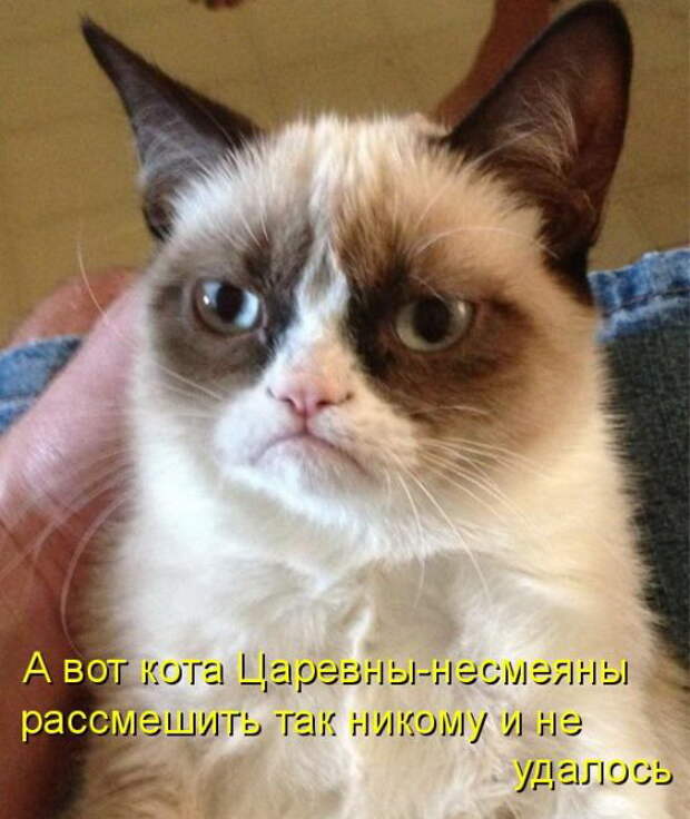 Лучшие котоматрицы недели (50 фото)