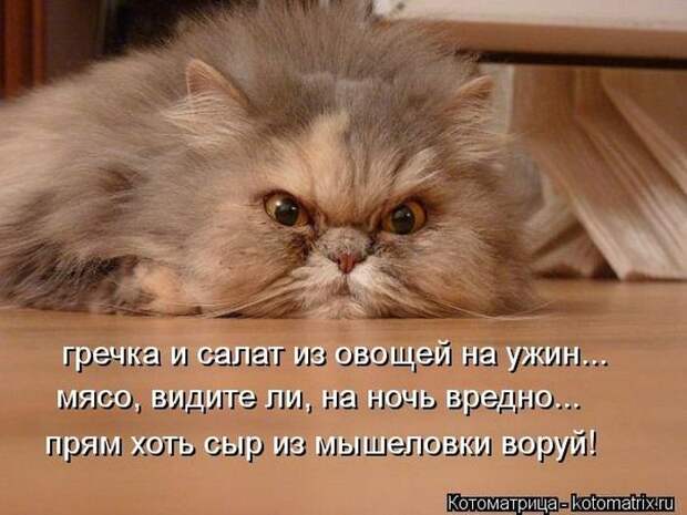 Новые котоматрицы за неделю