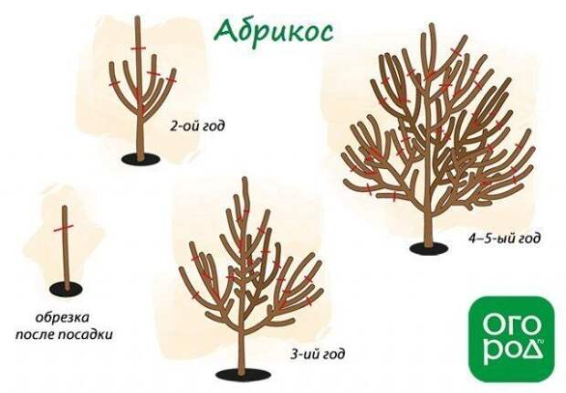 Схема обрезки абрикоса осенью