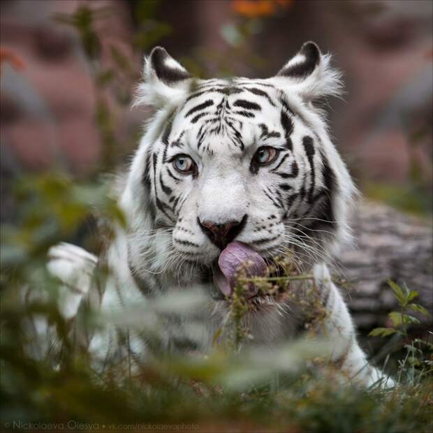 Лучшие фотографии от National Geographic октябре 2015