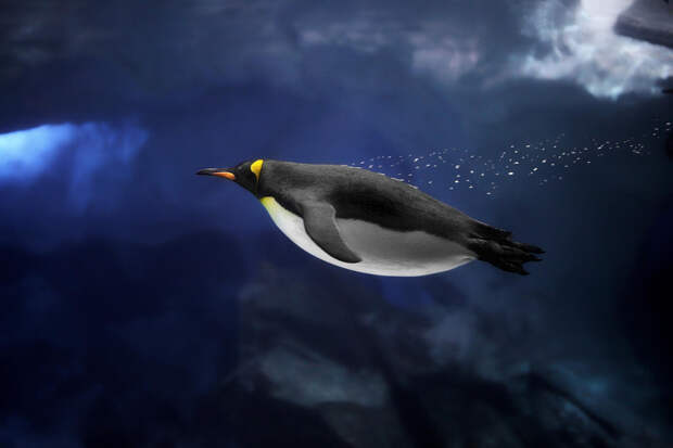 Пингвин под водой. животные, подводная съемка, рыбы, фото