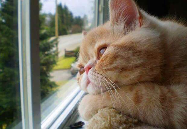 меланхоличные коты ждут хозяина у окна (18)