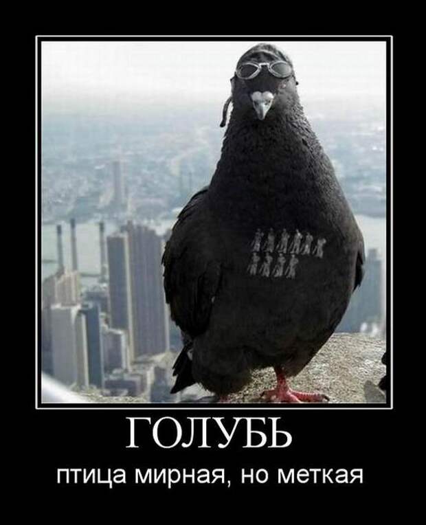 Голубь птица мирная, но меткая