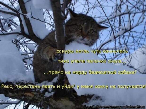 Котоматрицы (картинки с надписями)