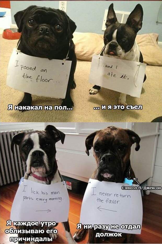 Боксёры такие боксёры боксер, еда, животные, собаки