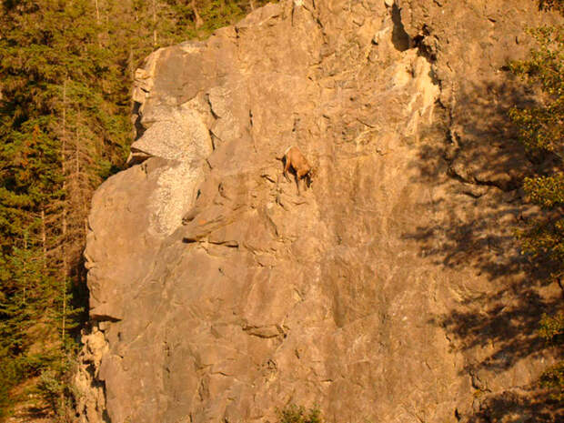 20-foto-kotorye-dokazyvayut-chto-gornye-kozy-prosto-chumovye-sozdaniya_9bf31c7ff062936a96d3c8bd1f8f2ff3
