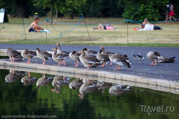 Лондон. Kensington Gardens / Фото из Великобритании