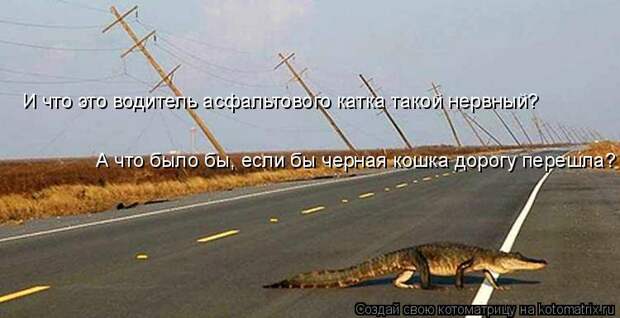 Котоматрица: И что это водитель асфальтового катка такой нервный? А что было бы, если бы черная кошка дорогу перешла?