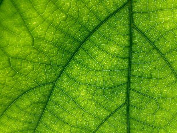 Лист. Фото: pixabay.com