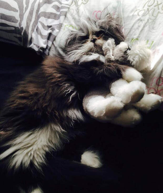 кот со страшным взглядом 