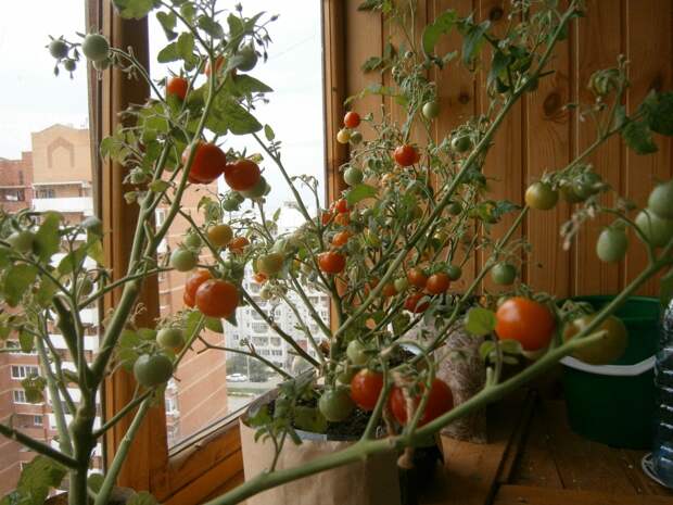 Мой балконный огород ))) балкон, огород, огурцы, помидоры