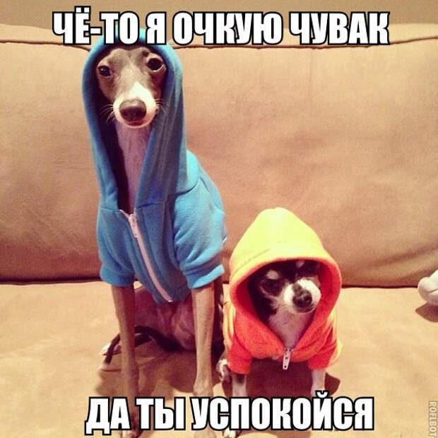 Смешные картинки с надписями прикол, юмор