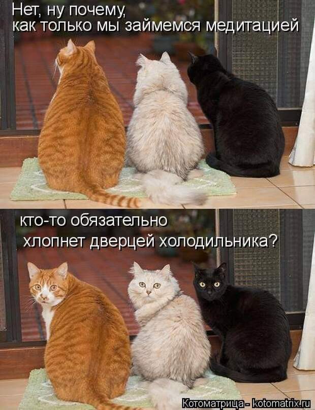 Котоматрица на Бугаге (37 фото)
