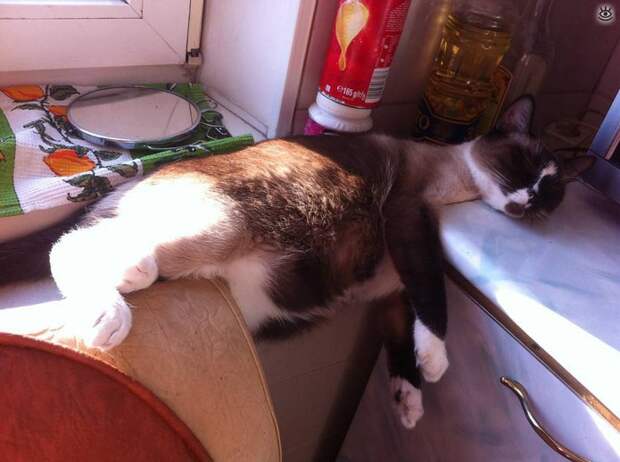 Коты, которых не берёт сила притяжения 3
