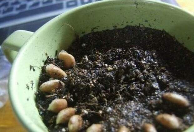 Как вырастить лимонное дерево в чашке Как вырастить лимонное дерево в чашке