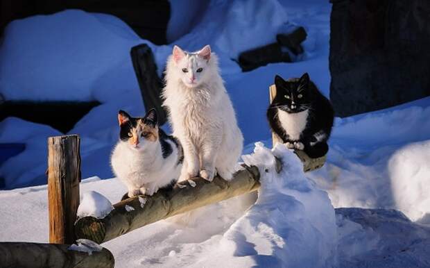 winter_snow_cats_pets_3840x1080_hd-wallpaper-3021927