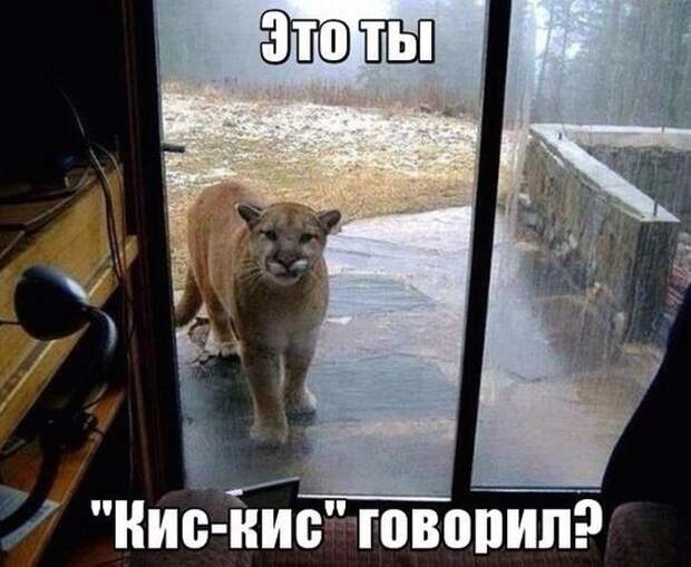 Картинки со смешными подписями картинки, прикол, юмор