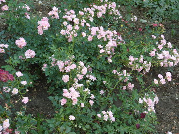 Миниатюрная роза сорт Fresh Pink