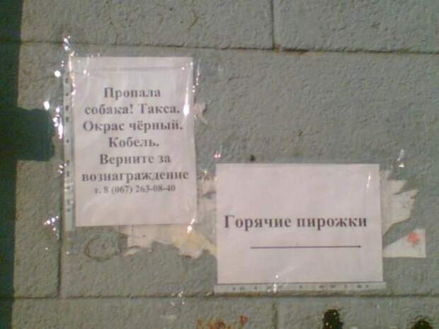 Забавные объявления о пропаже домашних животных (25 фото) 