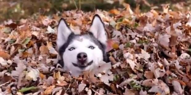 Пес показывает, как радоваться осенним листьям (ВИДЕО)