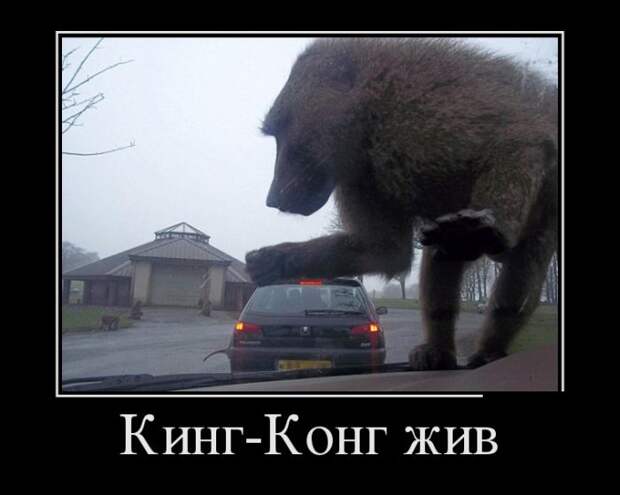 Кинг-Конг жив демотиватор, юмор