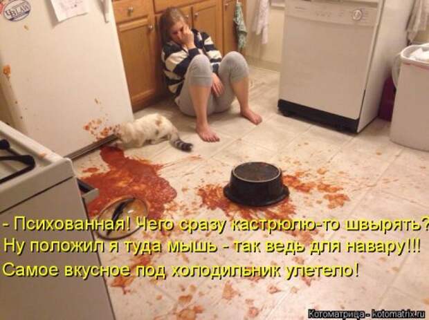 Котоматрица для хорошего настроения (35 фото)