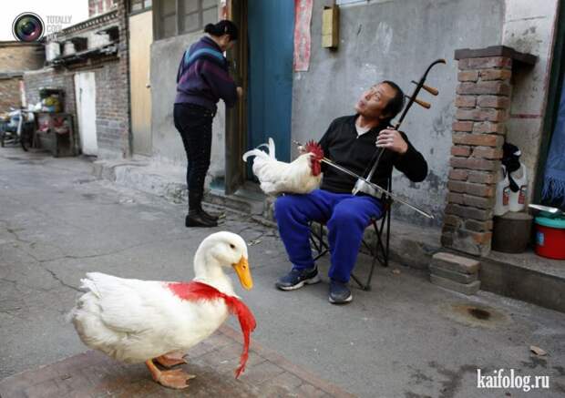 Необычные домашние животные (55 фото) Необычные домашние животные (55 фото)