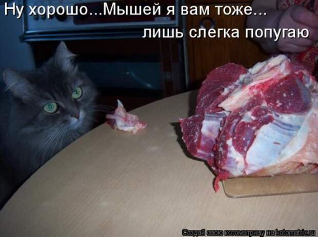 Новая котоматрица (29 фото)