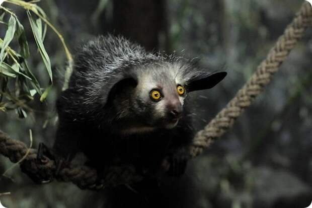 Ай-ай или мадагаскарская руконожка (лат. Daubentonia madagascariensis)
