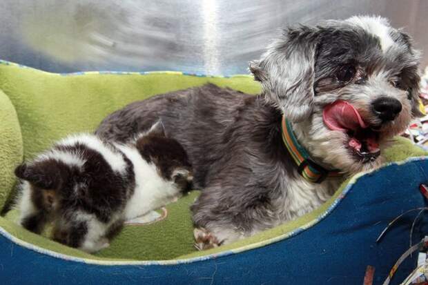 Собака рисковала жизнью, чтобы спасти крошечного котенка. А потом выкормила его, как собственного щенка!