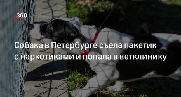Mash: в Петербурге во время прогулки собака проглотила пакетик с наркотиками
