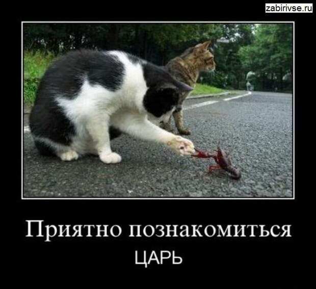 Демотиваторы про животных демотиваторы, животные, прикол, юмор