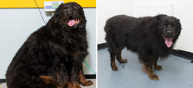 fat-animals-lose-weight-obesity-pet-fit-club-pdsa-uk-102