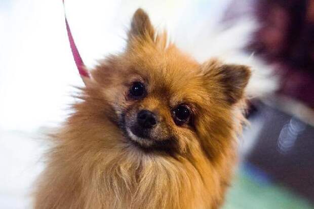 Почти 40 животных вывезли из Тамбовской области за границу