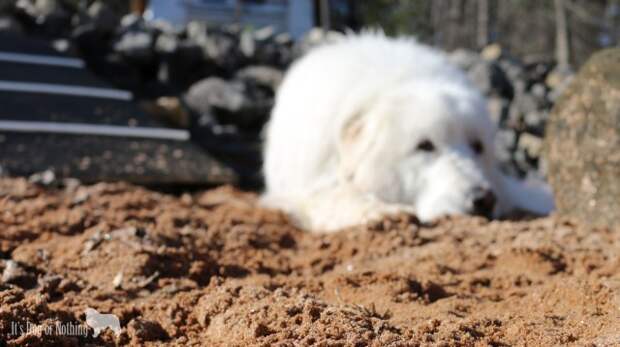 Great Pyrenees