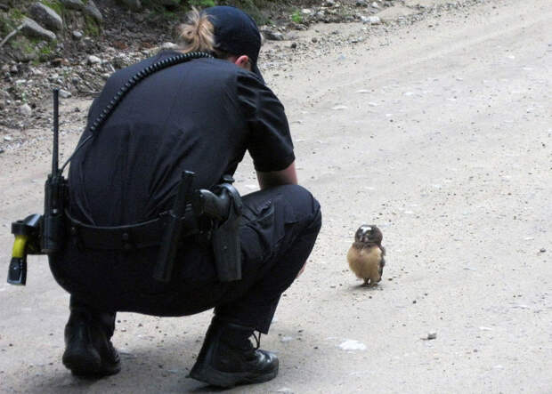 Полицейская и маленькая сова на дороге в Колорадо