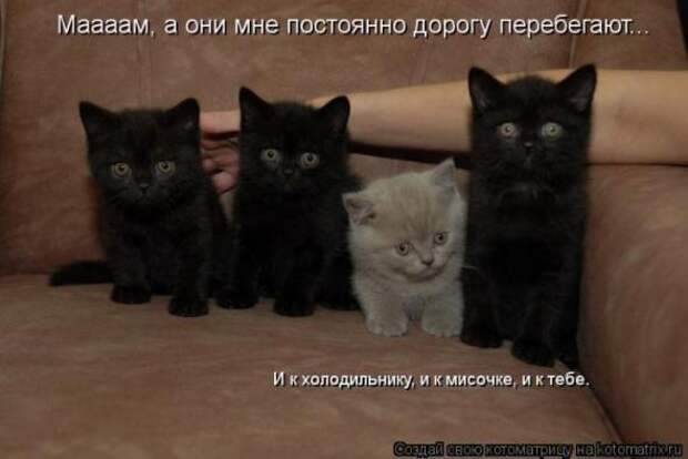 Котоматрицы(картинки с надписями)