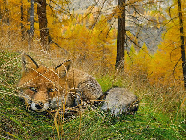 Fox Found, Gran Paradiso National Park, Italy
