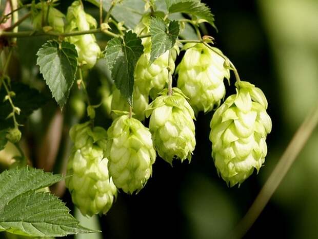 pivo21.jpg pivo21.jpg