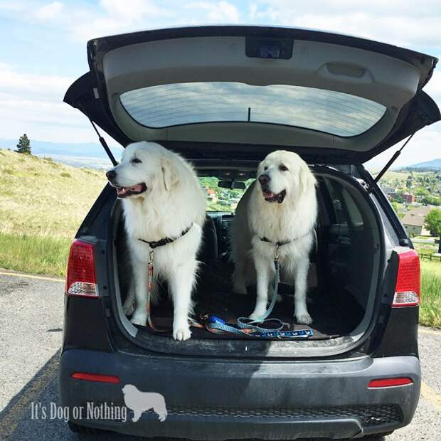 Great Pyrenees on a road trip