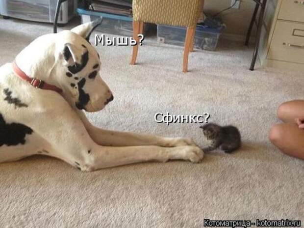 Котоматрицы (картинки с надписями)