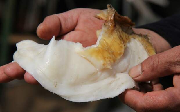 Везучий китаец нашел огромный гриб бессмертия гриб, китай