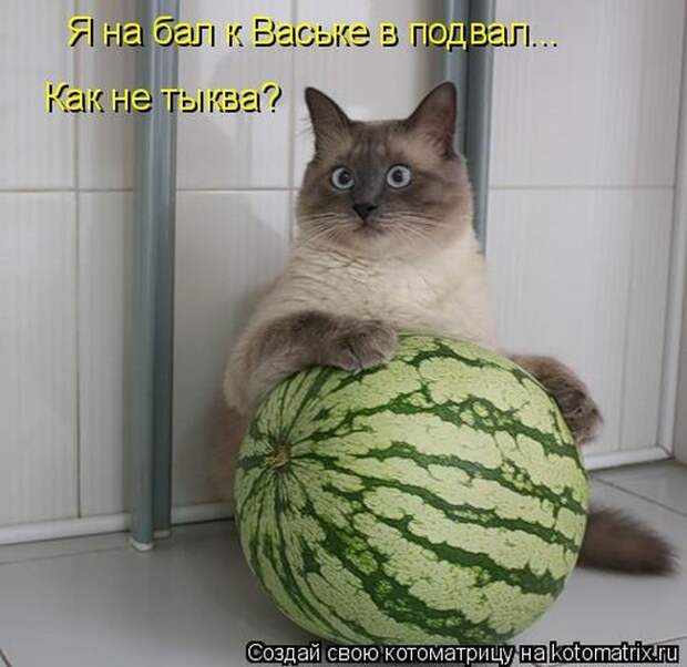 Лучшие котоматрицы недели