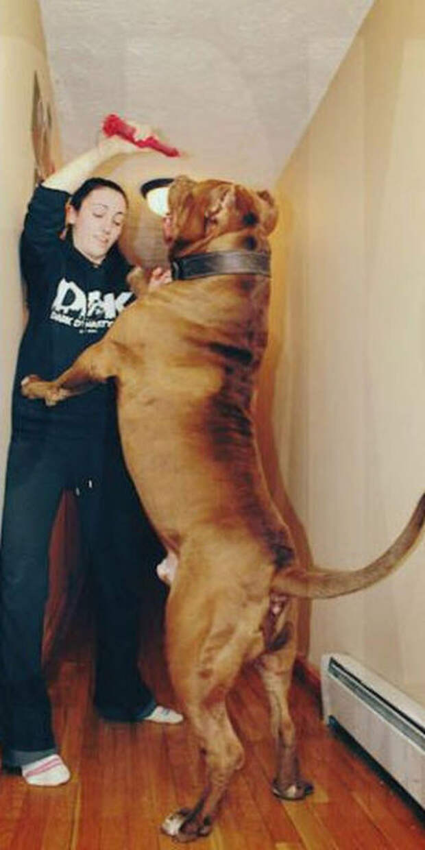 Самый крупный питбуль в мире Самый крупный питбуль в мире питбуль, халк